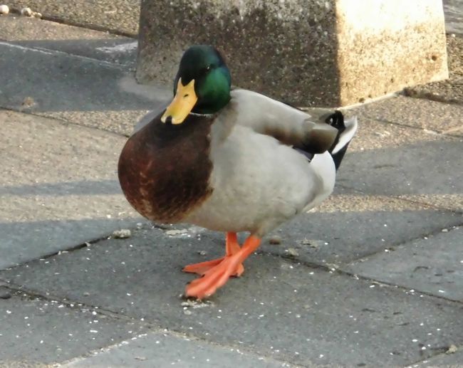 CIMG0672.JPG