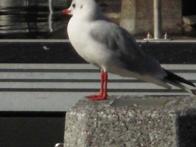 CIMG0863.jpg