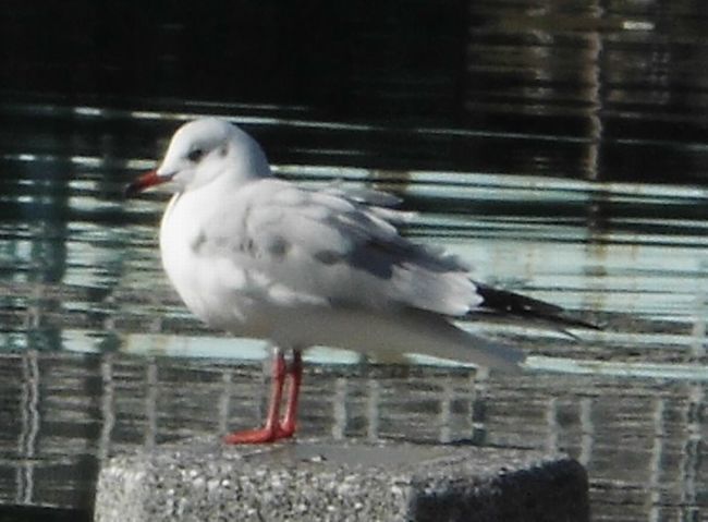 CIMG0887.jpg