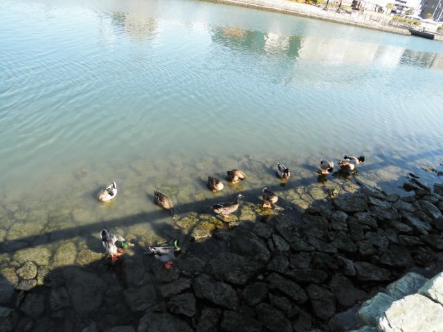 CIMG0895.jpg