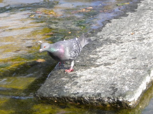 DSCN1468.jpg