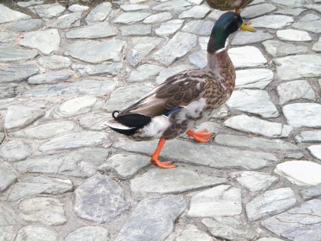 DSCN2097.JPG