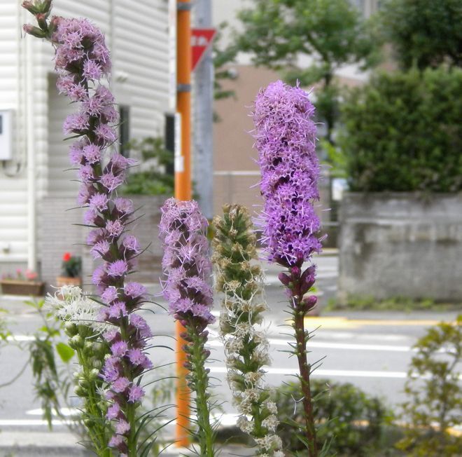DSCN2126.JPG