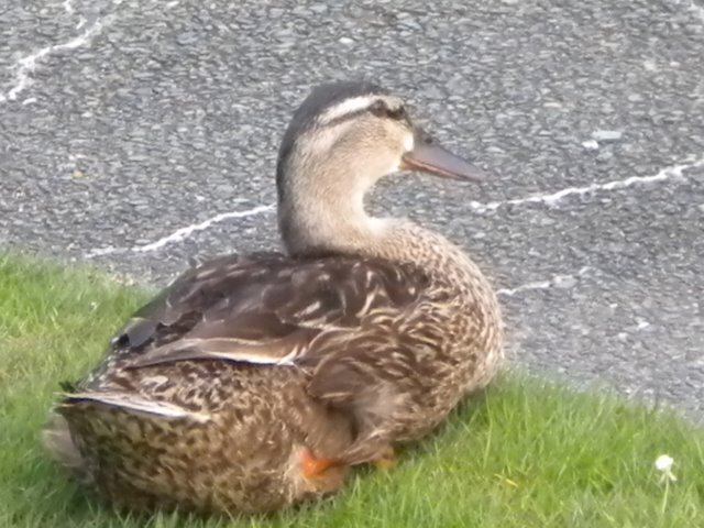 DSCN2217.jpg