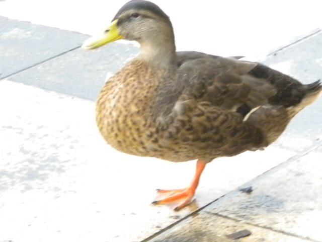 DSCN2373.jpg