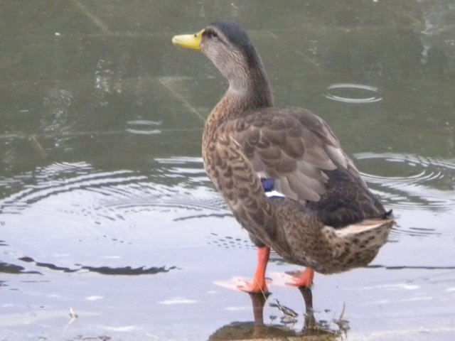 DSCN2381.jpg