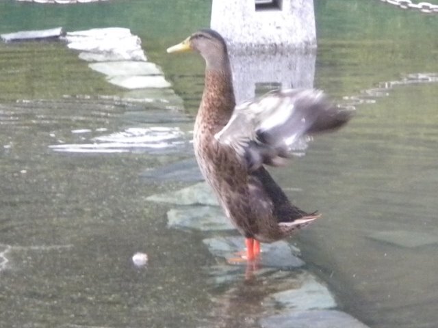 DSCN2403.jpg