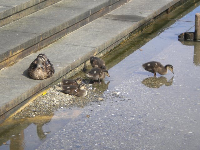 DSCN2602.jpg