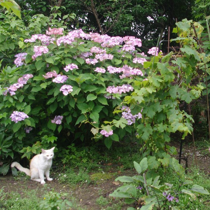 IMGP0046.JPG