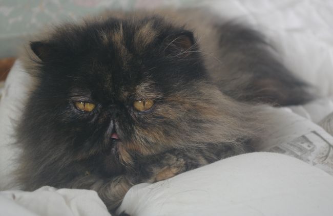 IMGP0310.JPG