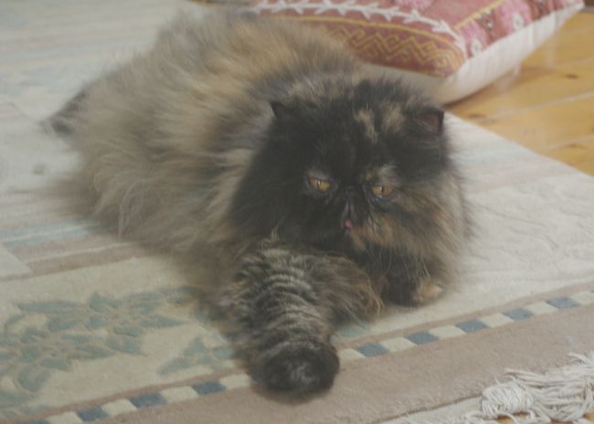 IMGP0397.JPG