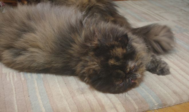IMGP0486.JPG