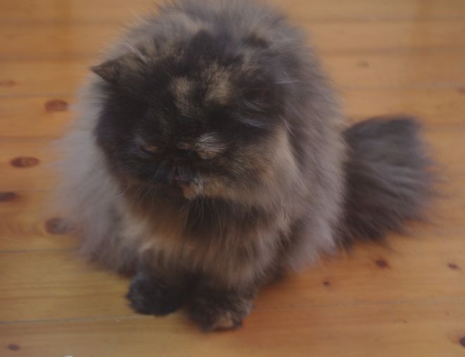 IMGP0488.JPG