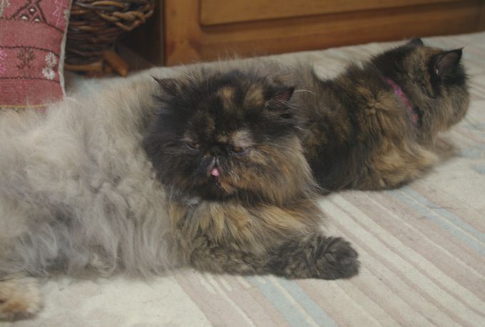 IMGP0520.JPG