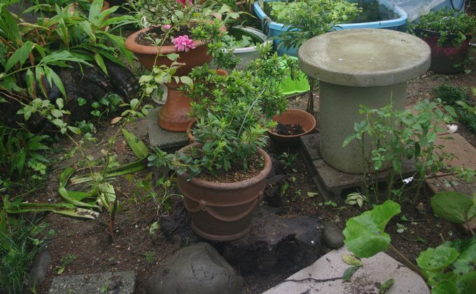 IMGP0599.JPG