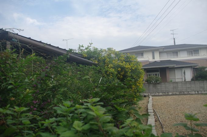 IMGP0637.JPG