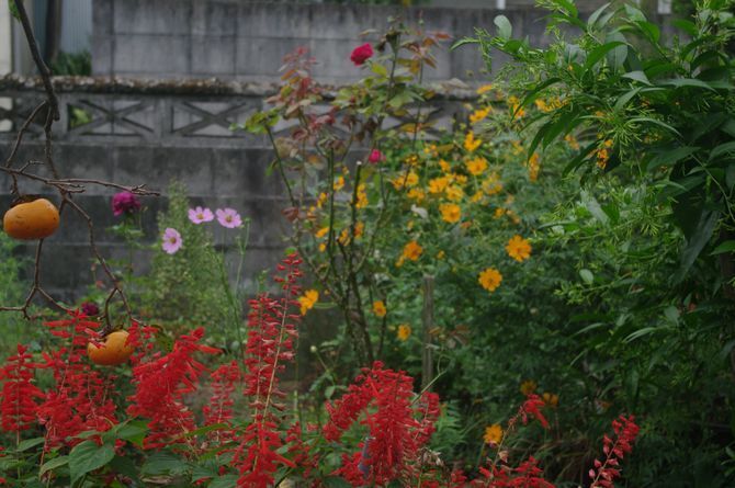 IMGP0697.JPG