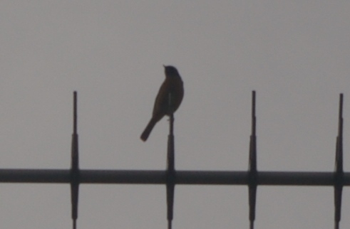 IMGP0923.JPG