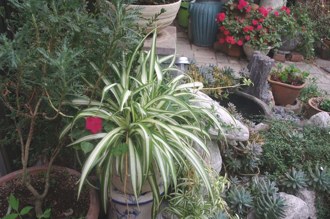 IMGP0932.JPG