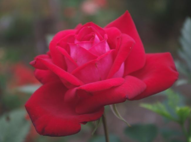 IMGP0940.JPG
