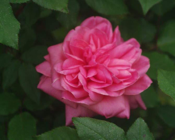 IMGP1814.JPG