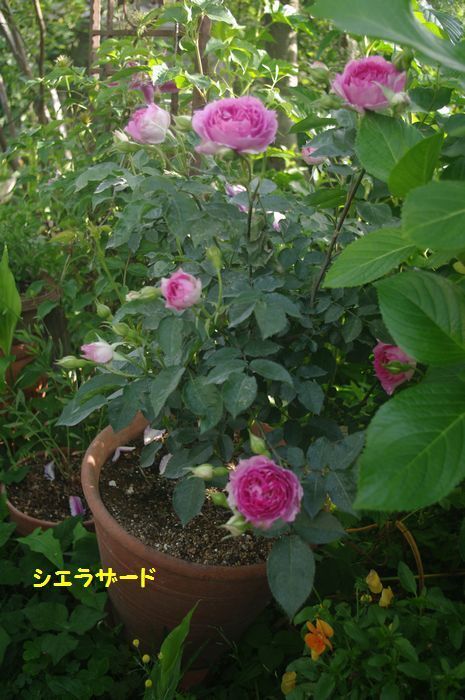 IMGP2042.JPG