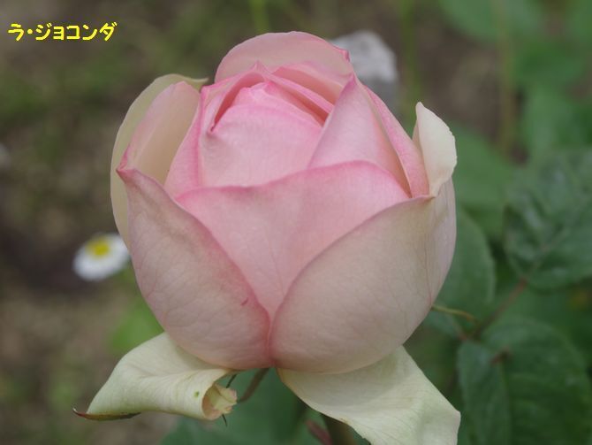 IMGP2054.JPG