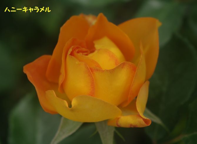IMGP2064.JPG