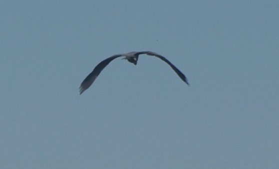 IMGP2094.JPG