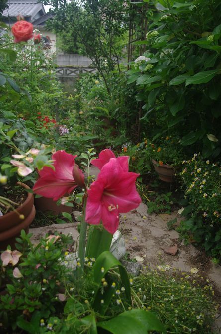 IMGP2203.JPG