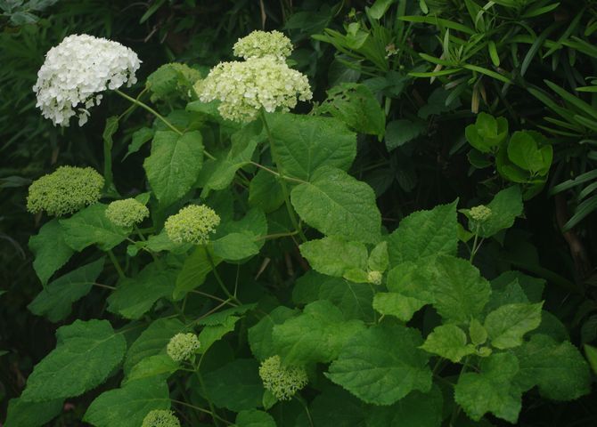 IMGP2219.JPG