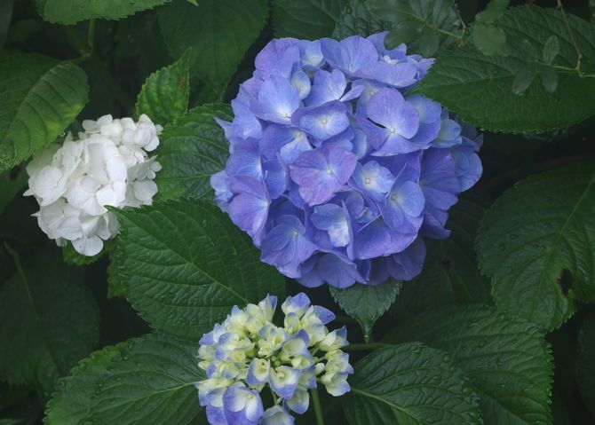 IMGP2312.JPG
