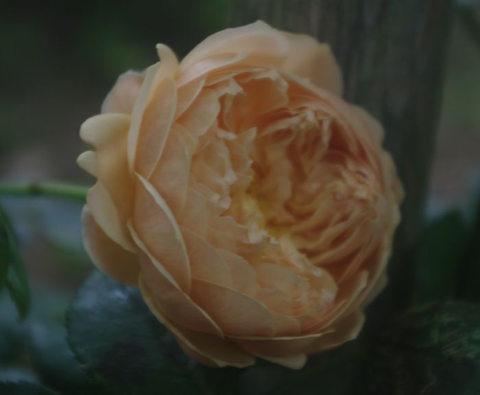 IMGP2607.JPG