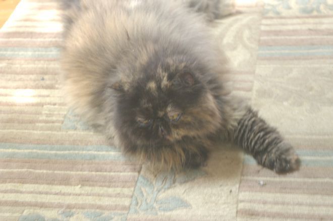IMGP2775.JPG